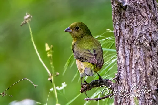 Painted Bunting