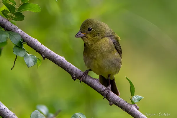 Painted Bunting