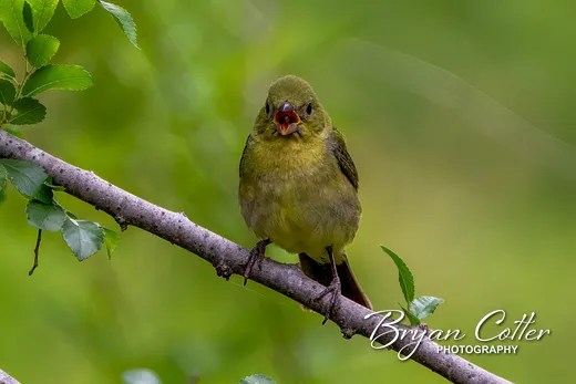 Painted Bunting