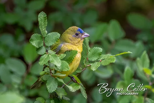 Painted Bunting