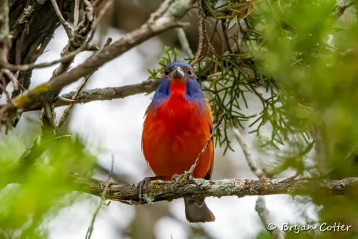 Painted Bunting - photo by Bryan Cotter