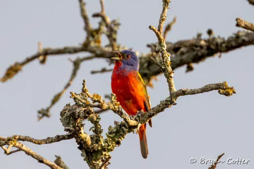 Painted Bunting
