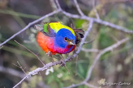 Painted Bunting