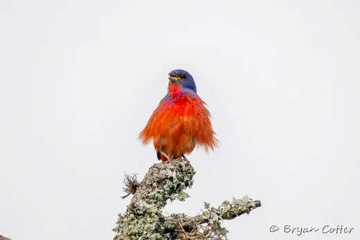 Painted Bunting