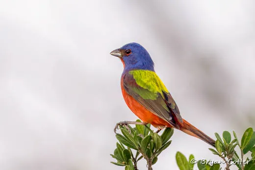 Painted Bunting
