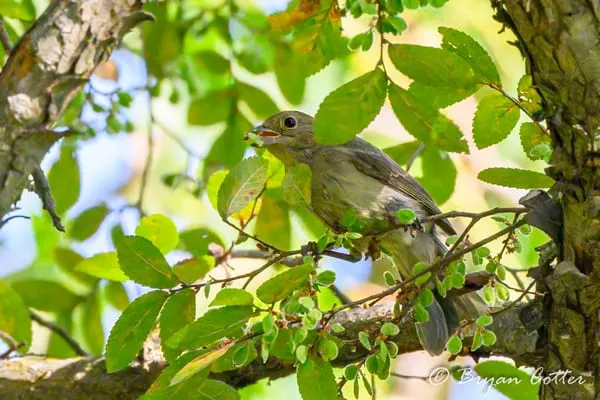 Painted Bunting
