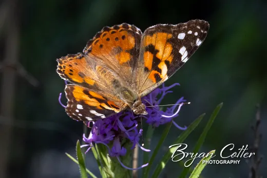 Painted Lady photographed in the Guadalupe Mountains region of Texas by Bryan Cotter