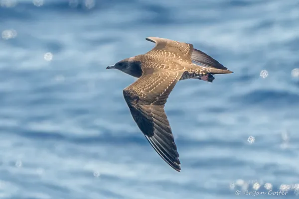 Parasitic Jaeger