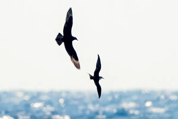 Parasitic Jaeger