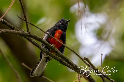 Painted Redstart
