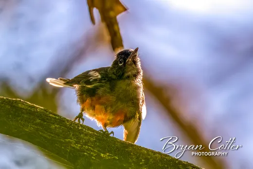 Painted Redstart