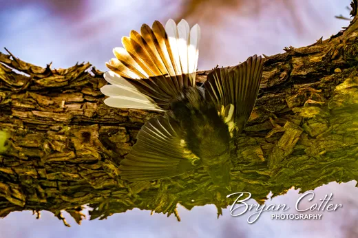 Painted Redstart
