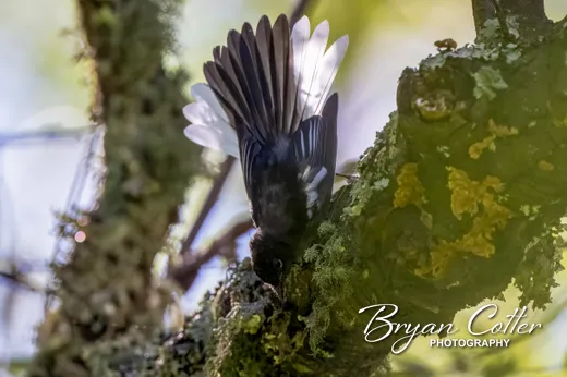 Painted Redstart