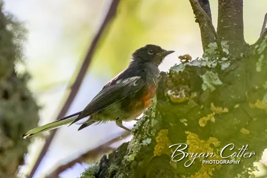 Painted Redstart