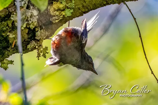 Painted Redstart