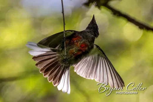 Painted Redstart