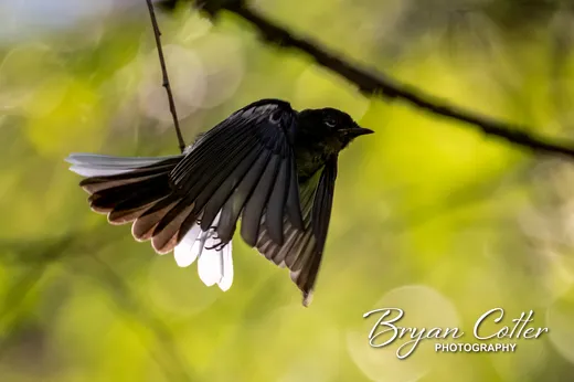 Painted Redstart