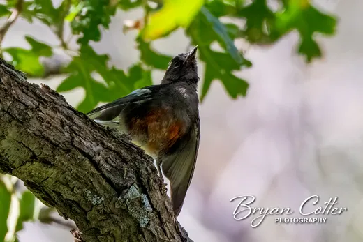 Painted Redstart