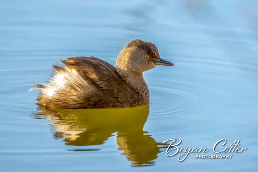 Pied-billed Grebe