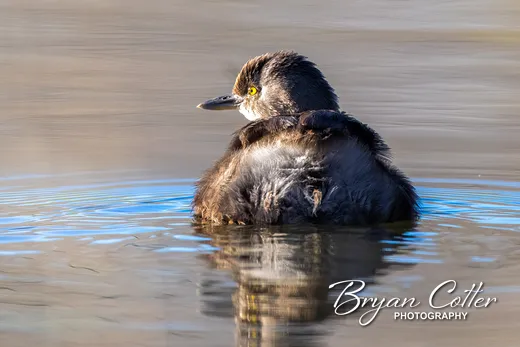 Pied-billed Grebe