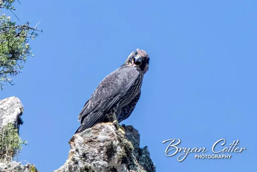 Peregrine Falcon - photo by Bryan Cotter