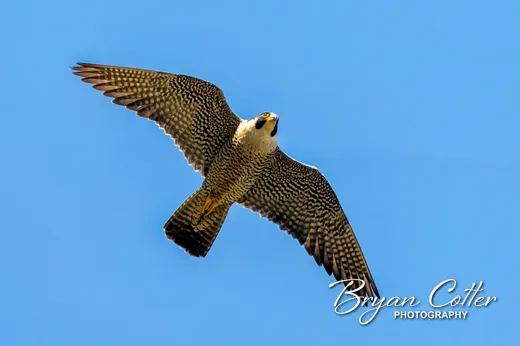 Peregrine Falcon