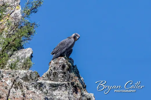 Peregrine Falcon