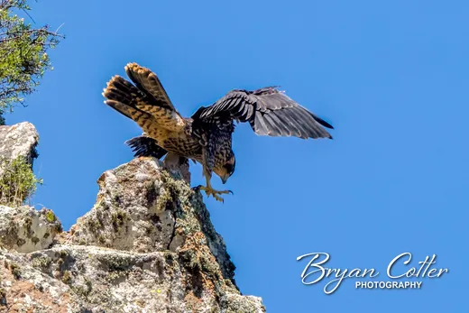 Peregrine Falcon