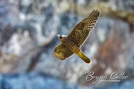 Peregrine Falcon