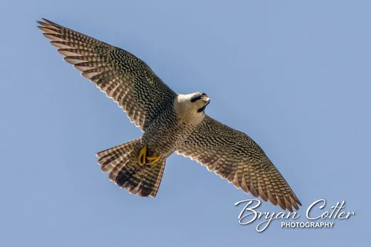 Peregrine Falcon
