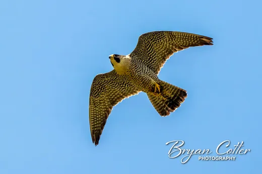 Peregrine Falcon