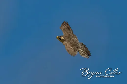 Peregrine Falcon