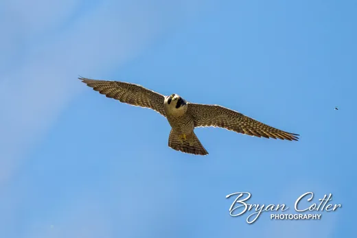 Peregrine Falcon