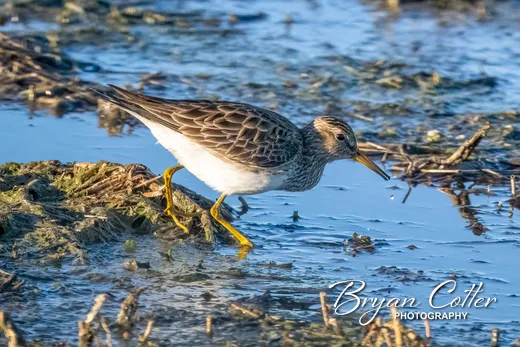 Pectoral Sandpiper