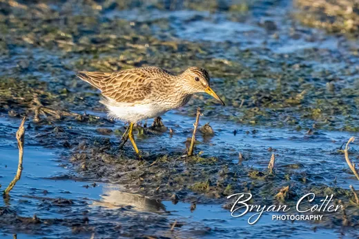Pectoral Sandpiper