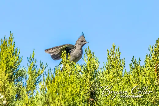 Phainopepla