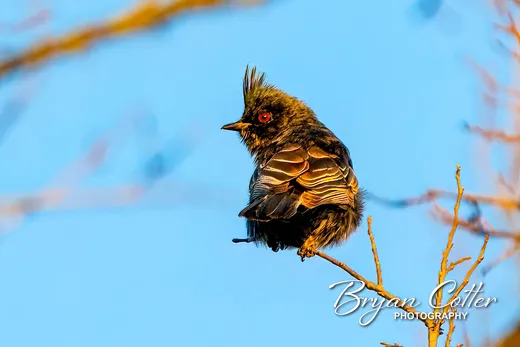 Phainopepla