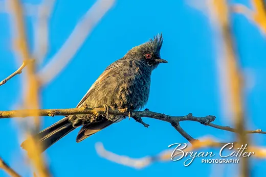 Phainopepla