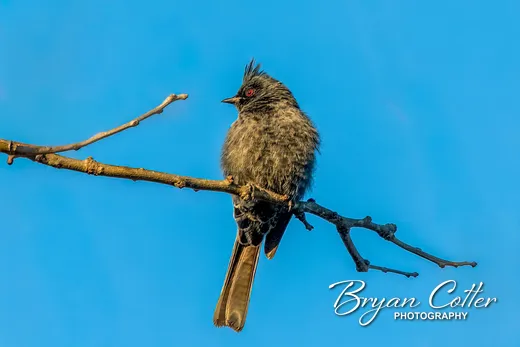 Phainopepla
