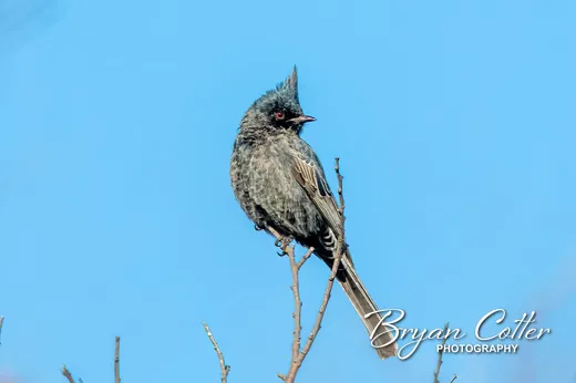 Phainopepla