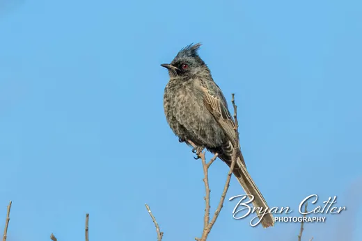 Phainopepla