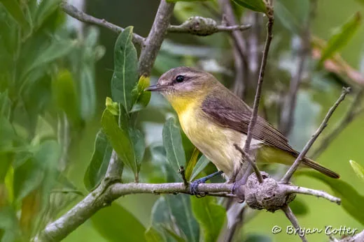 Philadelphia Vireo photographed in the Coastal Bend region of Texas by Bryan Cotter