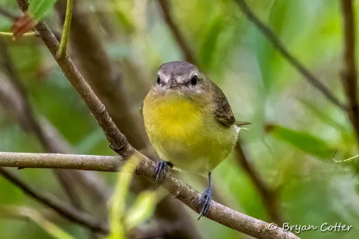 Philadelphia Vireo