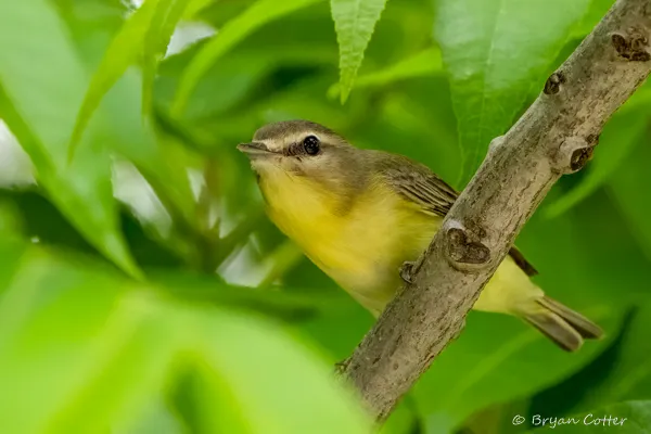 Philadelphia Vireo