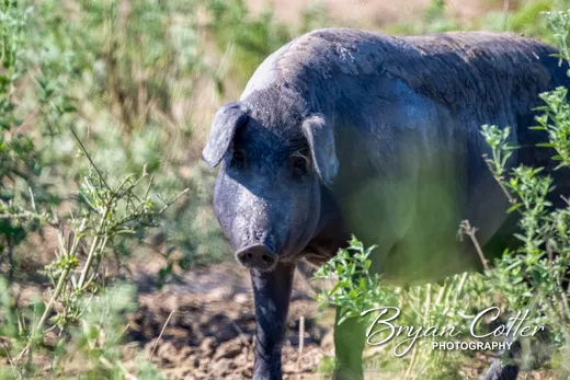 Pig photographed in the Houston Area region of Texas by Bryan Cotter
