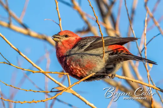 Pine Grosbeak