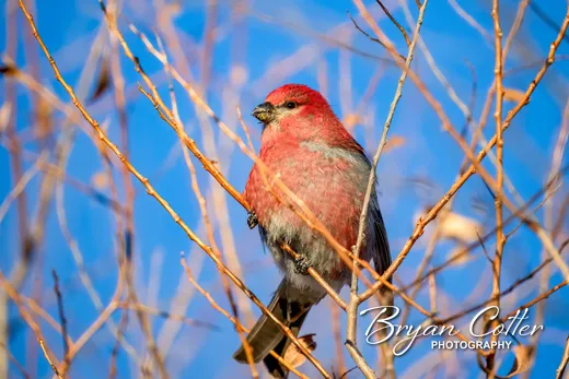 Pine Grosbeak