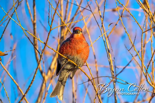 Pine Grosbeak