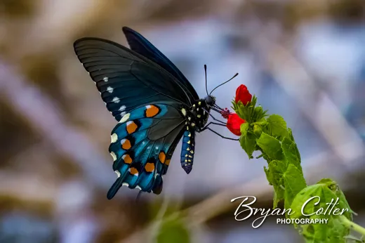 Pipevine Swallowtail photographed in Texas by Bryan Cotter