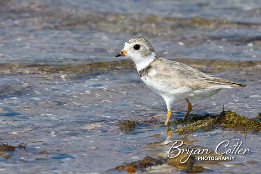 Piping Plover photographed in Texas by Bryan Cotter